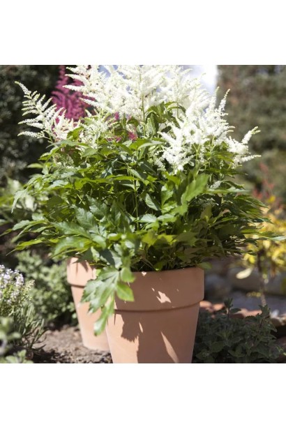 Астильба Арендса Браутшлеєр в горщику